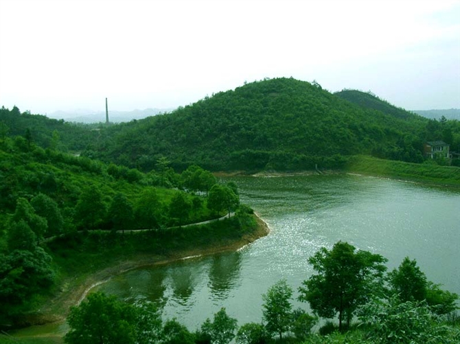 杨林坳竹峰茶叶基地